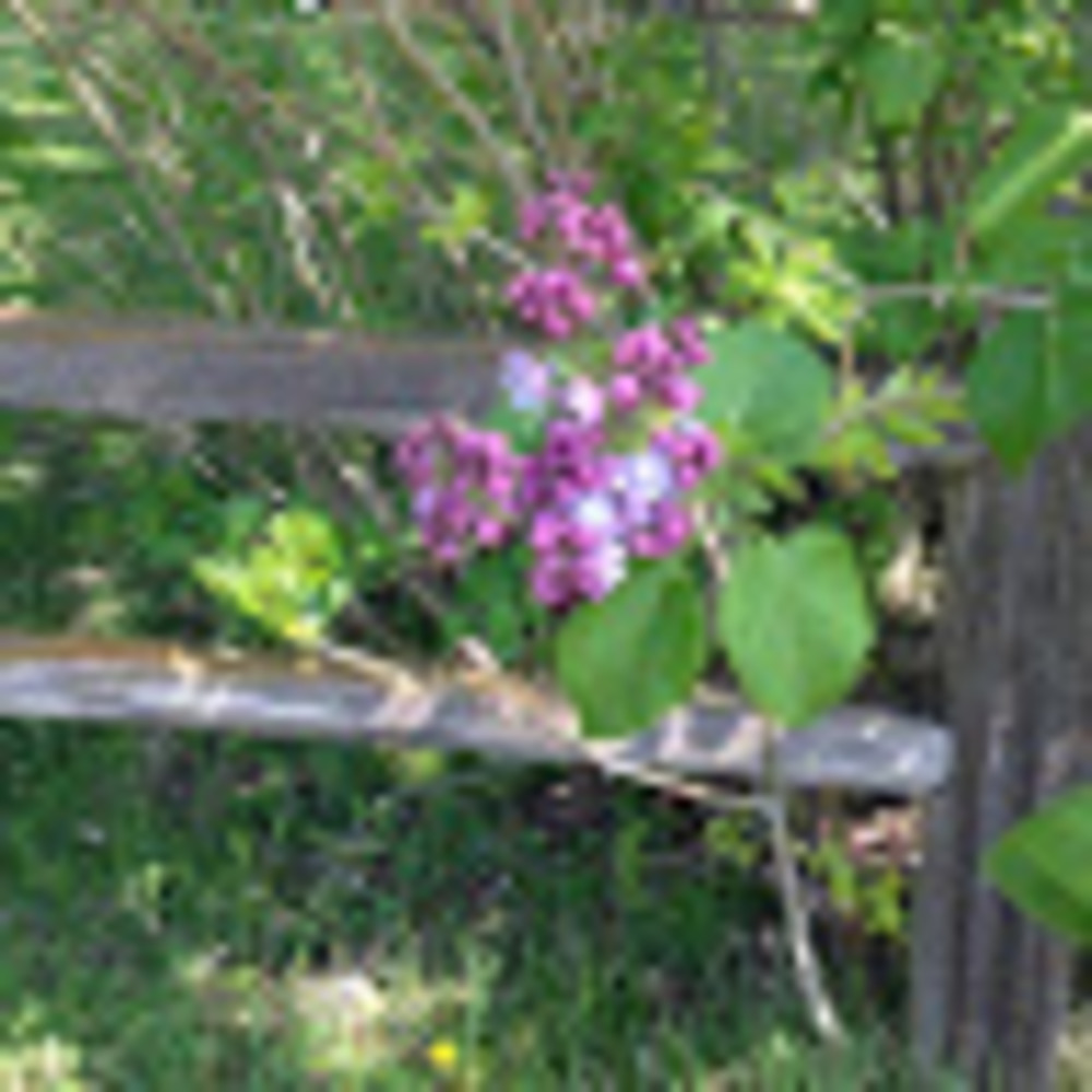 Meet your Posher, Nancy